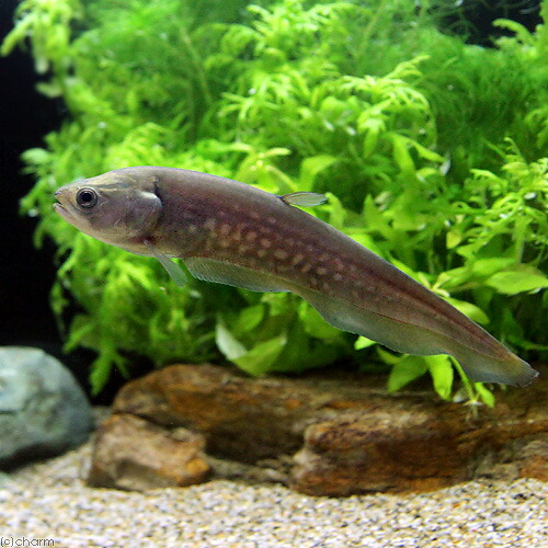 （熱帯魚）アロワナ・ナイフフィッシュ　アファー（１匹）　北海道・九州航空便要保温