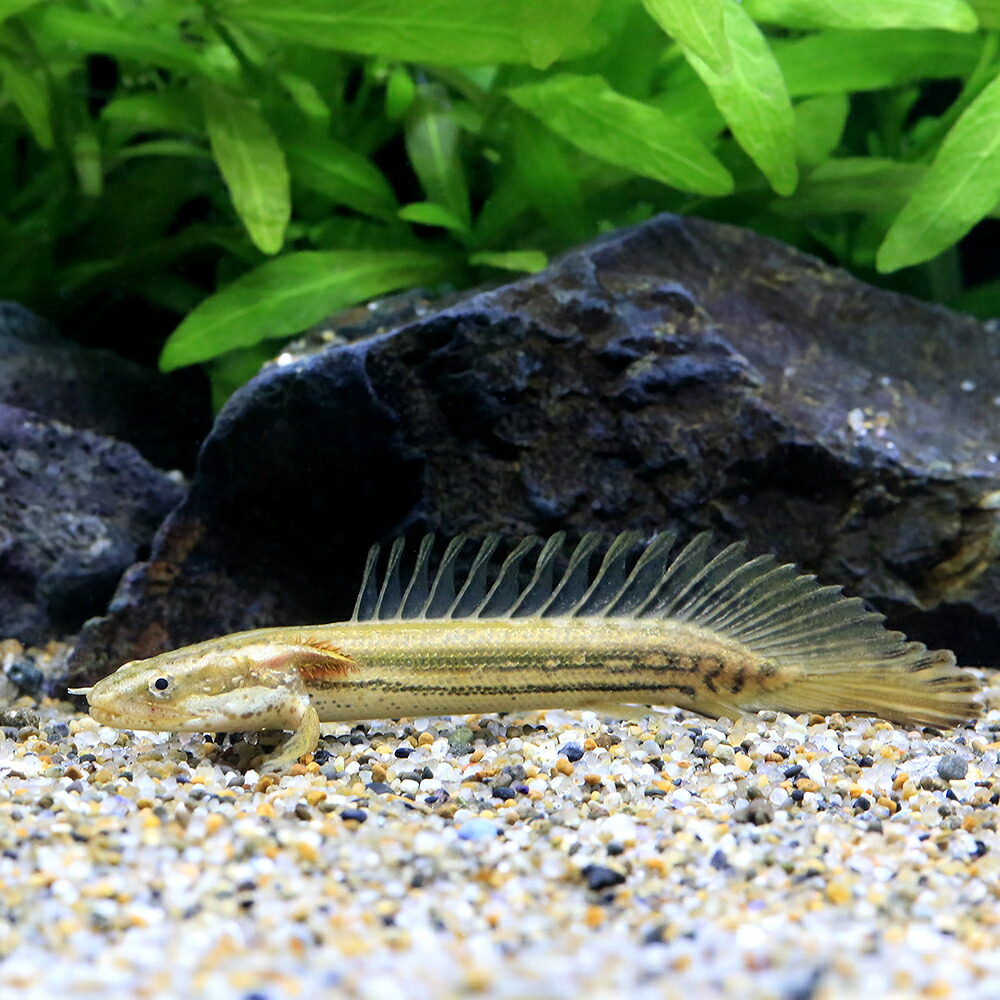 プラチナセネガルス15cm± セミプラチナ（約10 （熱帯魚 