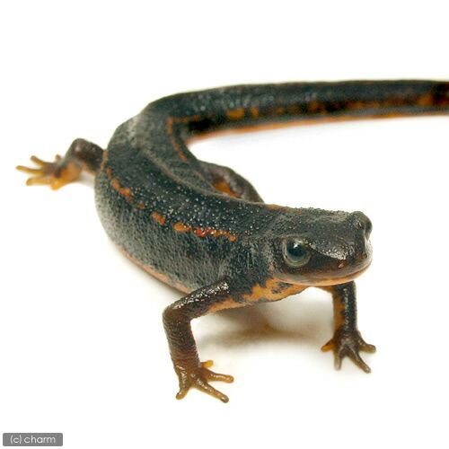 楽天市場】沖縄シリケンイモリ 美麗強金箔 オス 1匹 シリケンイモリ