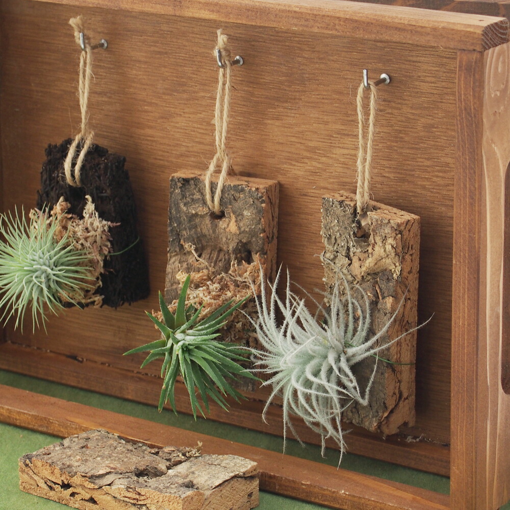 楽天市場】園芸資材【訳あり】バージンコルク ディスプレイ 5個セット