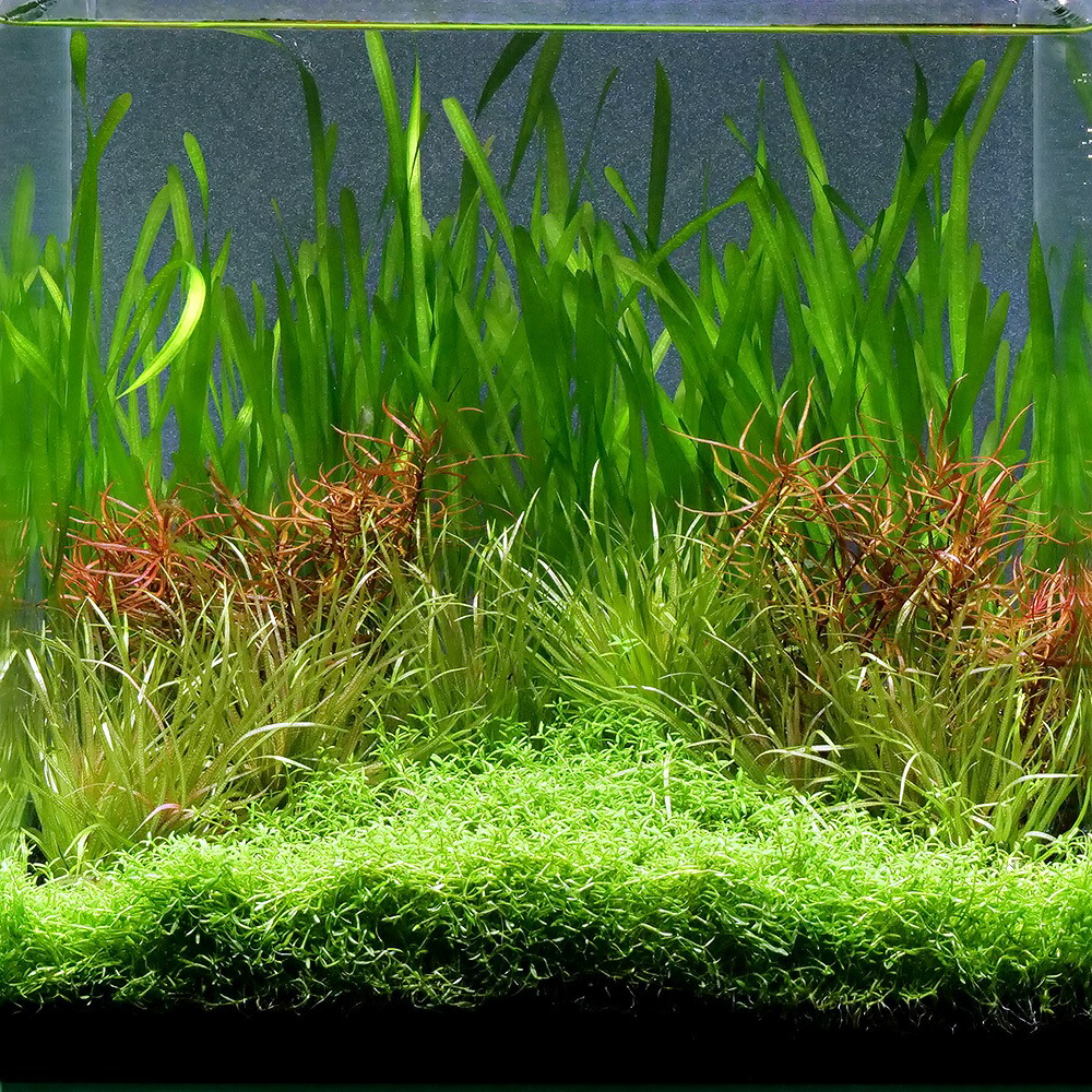 水草育成用品 一式 Amazon.co.jp: （水草）初心者向けおまかせ水草詰め合わせパック