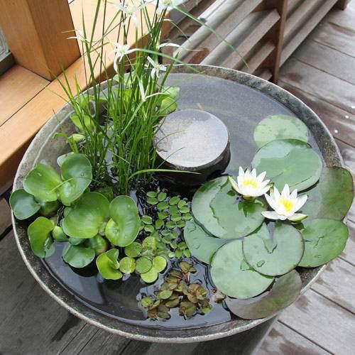 関東当日便お持て成し 花・観葉植物-花・ガーデン・DIY-観葉植物