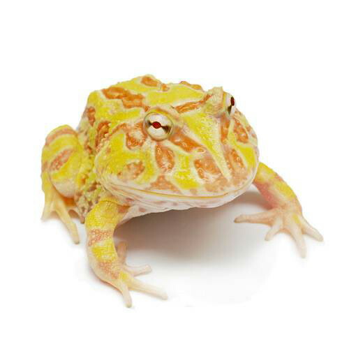 クランウェルツノガエル アプリコット アルビノ 約11センチ クラン