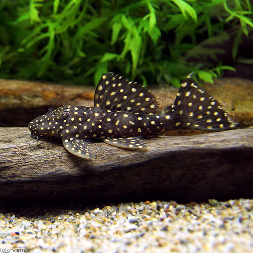 （熱帯魚）ドラゴンスター・クラウンプレコ　Ｌ－０２９（ワイルド）（１匹）　北海道・九州航空便要保温