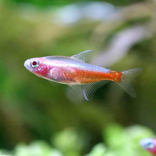 （熱帯魚）アルビノ・カージナルテトラ（３０匹）　北海道・九州航空便要保温