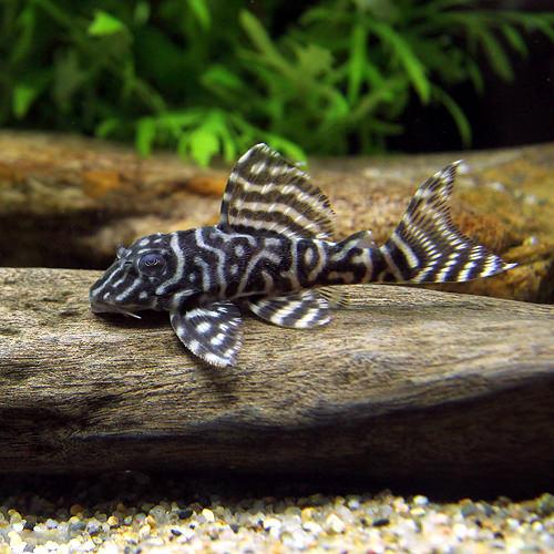 （熱帯魚）キングロイヤル・ペコルティア　Ｍサイズ（ワイルド）（１匹）　北海道・九州航空便要保温