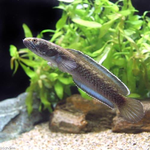 （熱帯魚）チャンナｓｐ．ガロ（１匹）　北海道航空便要保温｜charm 3980 店