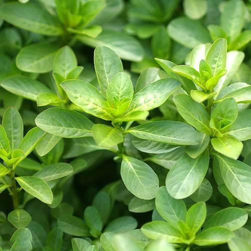 ヘリアンフォラ3点セット みょん 楽天市場】食虫植物 ヘリアンフォラ ミノール交配 ミノールhyb 3