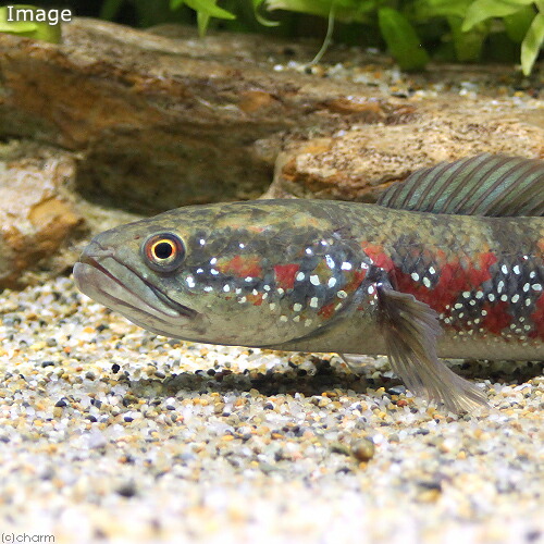 （熱帯魚）コウタイ　スーパーレッドタイガー（１匹）　北海道航空便要保温｜charm 3980 店 23,004円