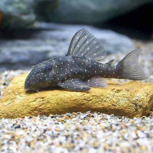 （熱帯魚）イエロースポットスター・クラウンプレコ　スモールスポット（ワイルド）（１匹）　北海道・九州航空便要保温