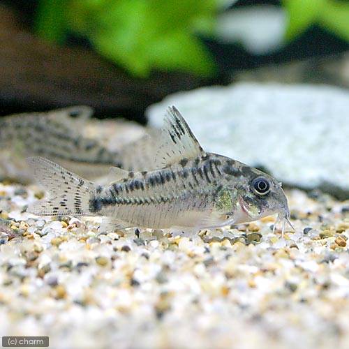 （熱帯魚）コリドラス・エヴェリナエ　タイプ２（ワイルド）（１匹）　沖縄別途送料　北海道・九州航空便要保温