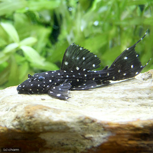 （熱帯魚）キングオブギャラクシー・トリム　タパジョス（ワイルド）（１匹）　北海道航空便要保温｜charm 3980 店