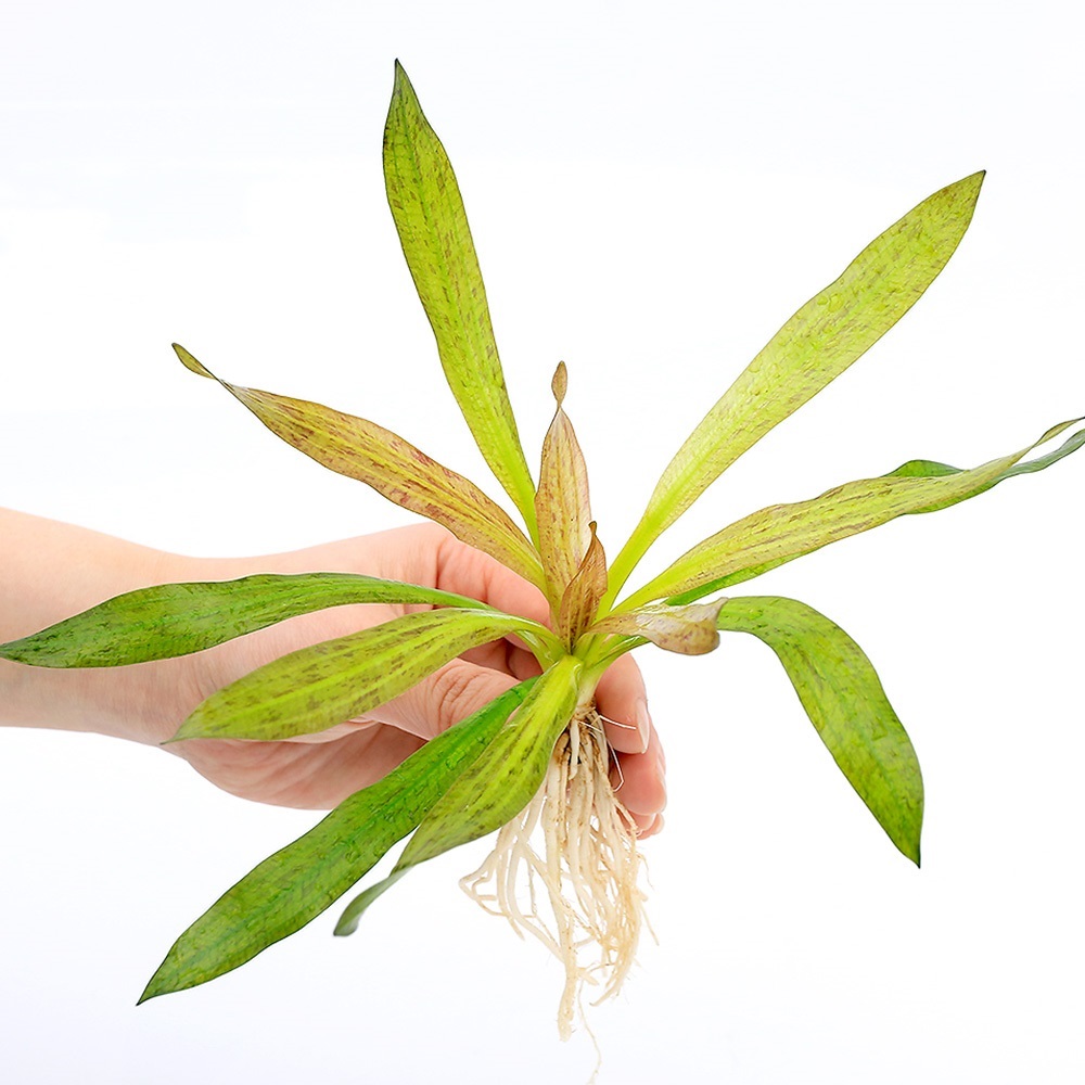 楽天市場】（水草）エキノドルス トリカラー（水中葉）（無農薬）（1