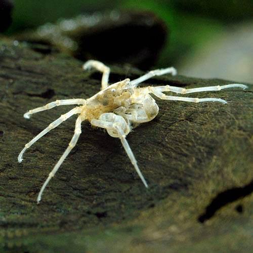 (エビ・カニ)ミクロスパイダー・クラブ タイ(5匹) 北海道・九州航空便要保温