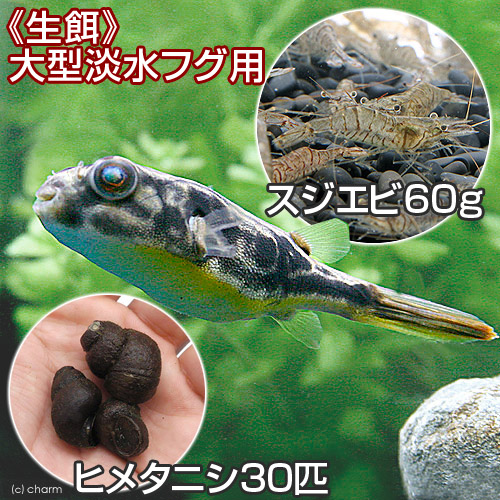 （エビ・貝）生餌　大型淡水フグ用　スジエビ（６０ｇ）＋ヒメタニシ（３０匹）