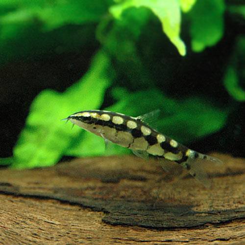 （熱帯魚）ドワーフ・ボーシャ（５匹）　北海道航空便要保温｜charm 3980 店