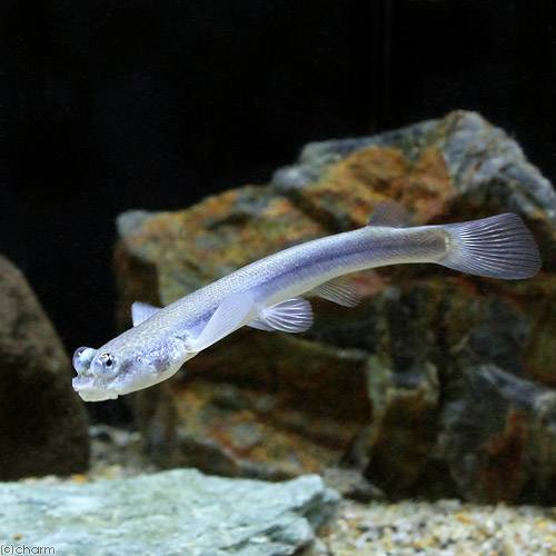 （熱帯魚）ヨツメウオ（１匹）　北海道・九州航空便要保温