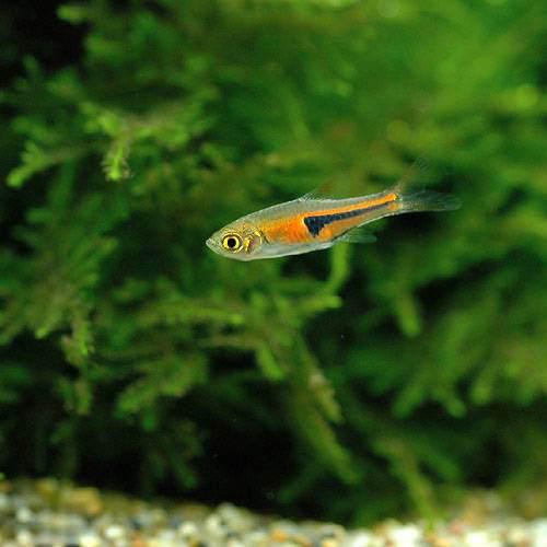 （熱帯魚）ラスボラ・エスペイ（５０匹）　北海道・九州航空便要保温