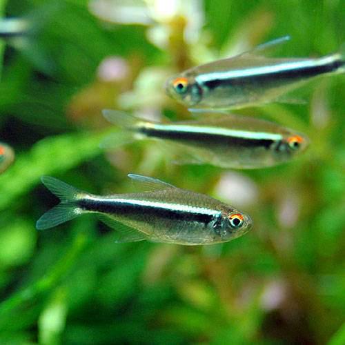 （熱帯魚）ブラック・ネオン（１００匹）　北海道・九州航空便要保温