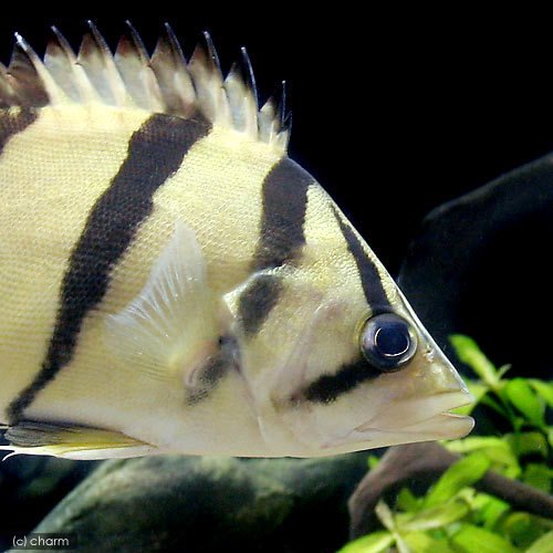 （熱帯魚）フォーバーダトニオ（フォーバータイガー）Ｌサイズ（約１６～２０ｃｍ）（１匹）　北海道航空便要保温｜charm 3980 店