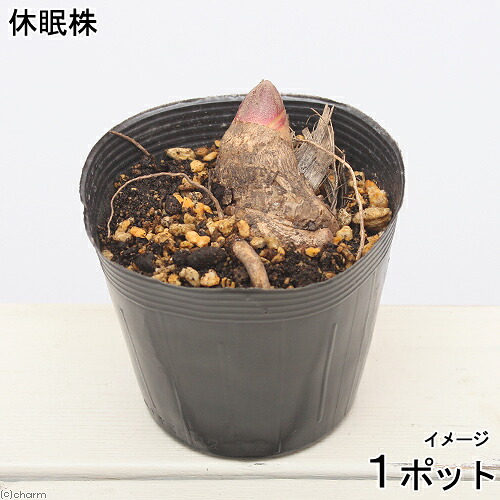 【楽天市場】(山野草)山菜 ヤマウド(山独活)3.5号(1ポット) 家庭菜園:charm 3980 楽天市場店