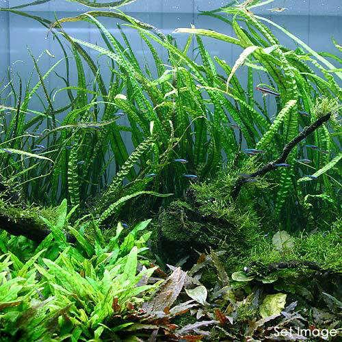 （水草）クリプトコリネ　バランサエ（水中葉）（無農薬）（３株）