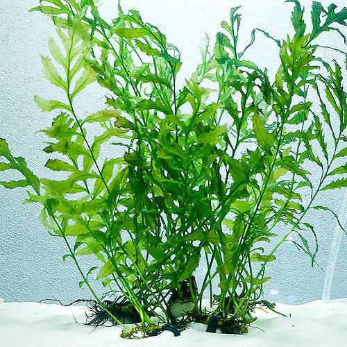 （水草）ボルビティス　ヒュディロティ石付（水中葉）（無農薬）（３個）