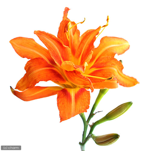 楽天市場】（山野草）ヤブカンゾウ（藪萱草） 3．5号（1ポット