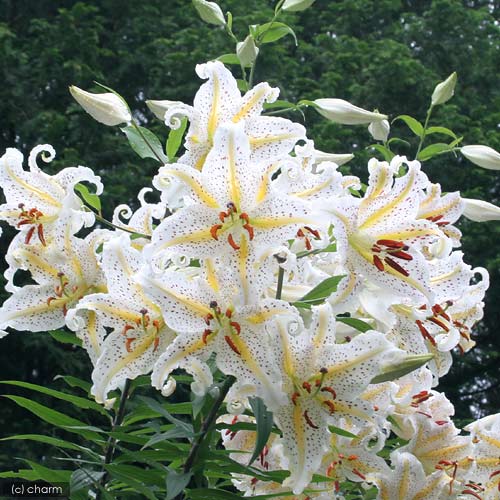 楽天市場】花の大和 球根 紅すじ改良 山百合 やまゆり ディジー 1球