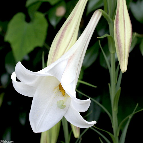 楽天市場】【送料無料】初夏の山野草 タモトユリ 1球 : 片岡笑幸園