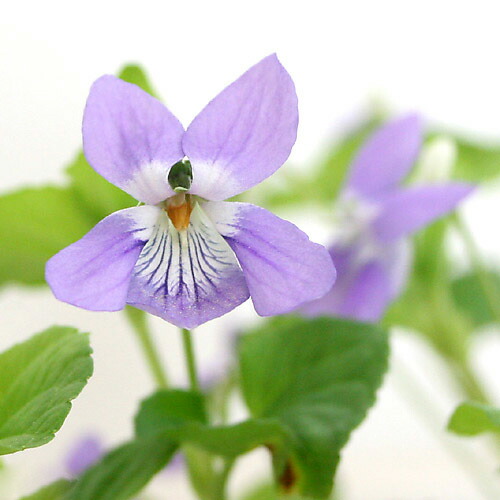 楽天市場】日本スミレ（ニホンスミレ）純愛 3号苗(J3-8) : 千草園芸