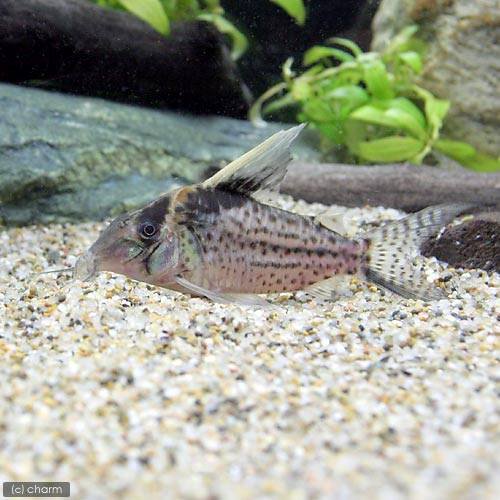 （熱帯魚）コリドラス・ロブスタス（ワイルド）（１匹）　北海道・九州航空便要保温　沖縄別途送料
