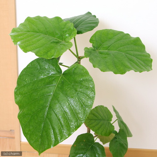(観葉植物)フィカス ウンベラータ 7号(1鉢)