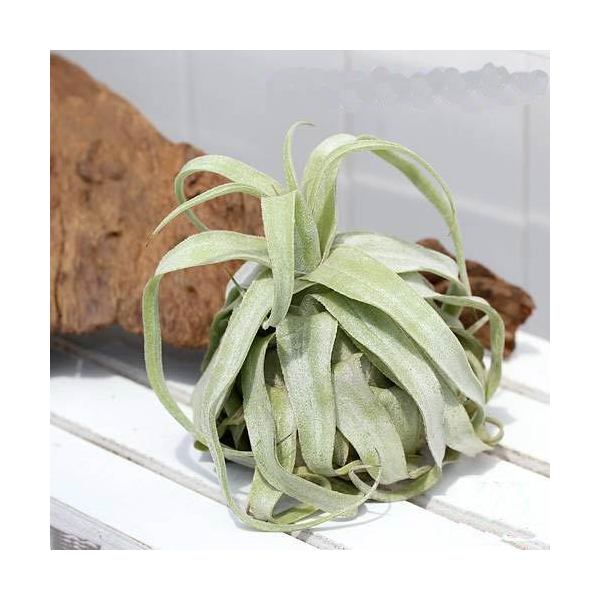 楽天市場】(希少・ハイブリッド) エアプランツ チランジア ラブノット