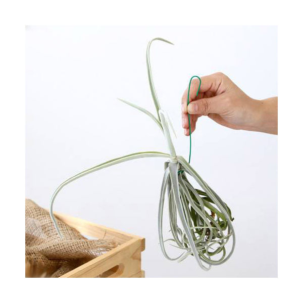 （観葉植物）エアープランツ　チランジア　ドーラティ　Ｍサイズ（１株） 4,748円