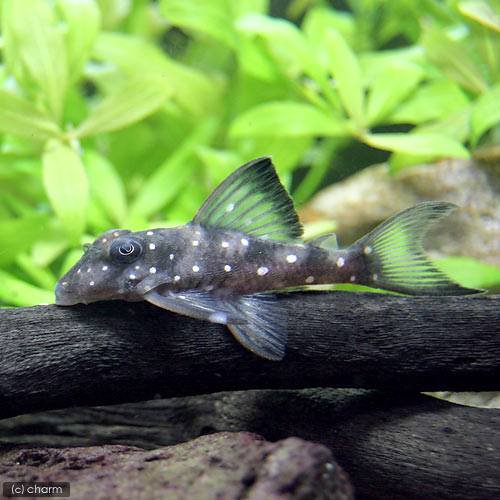 （熱帯魚）スノーベール・プレコ（ワイルド）（１匹）　北海道・九州航空便要保温 20,856円