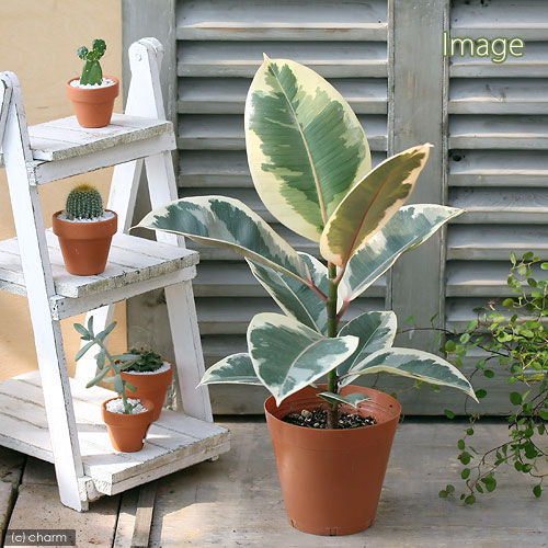 楽天市場】（観葉植物）フィカス エラスティカ ルビー 4号（1鉢