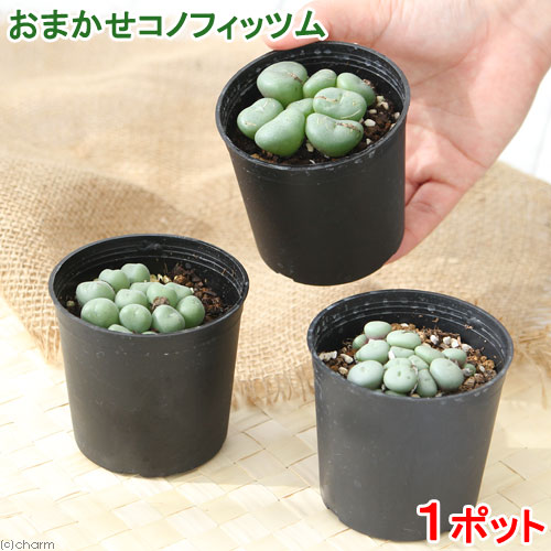 楽天市場】多肉植物 コノフィツム パゲアエ 大粒 2.5号鉢 観葉植物