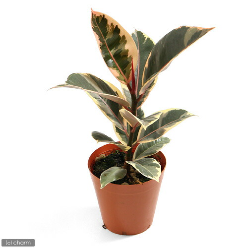 楽天市場】（観葉植物）フィカス エラスティカ ティネッケ 4号（1鉢