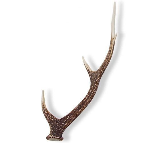 楽天市場】送料無料 鹿の角 ペア 小サイズ （約60センチ以下の鹿の角