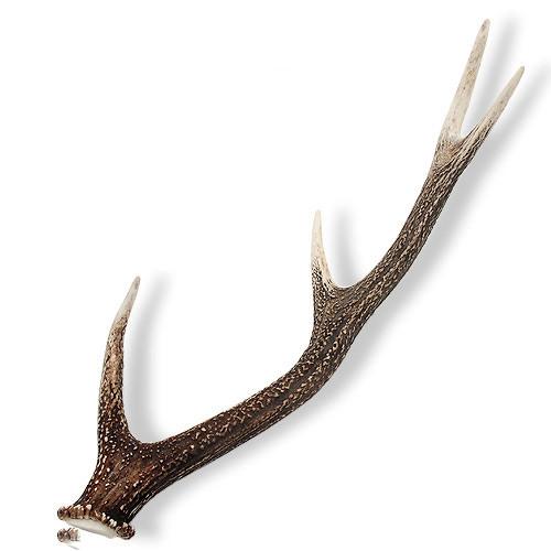 楽天市場】ハンティングトロフィー 鹿角 インテリア 壁掛け 壁飾り