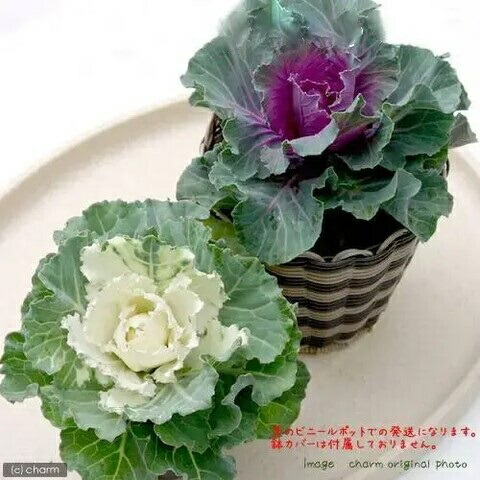 楽天市場】食虫植物 ヘリアンフォラ ミノール交配 ミノールhyb 3号鉢