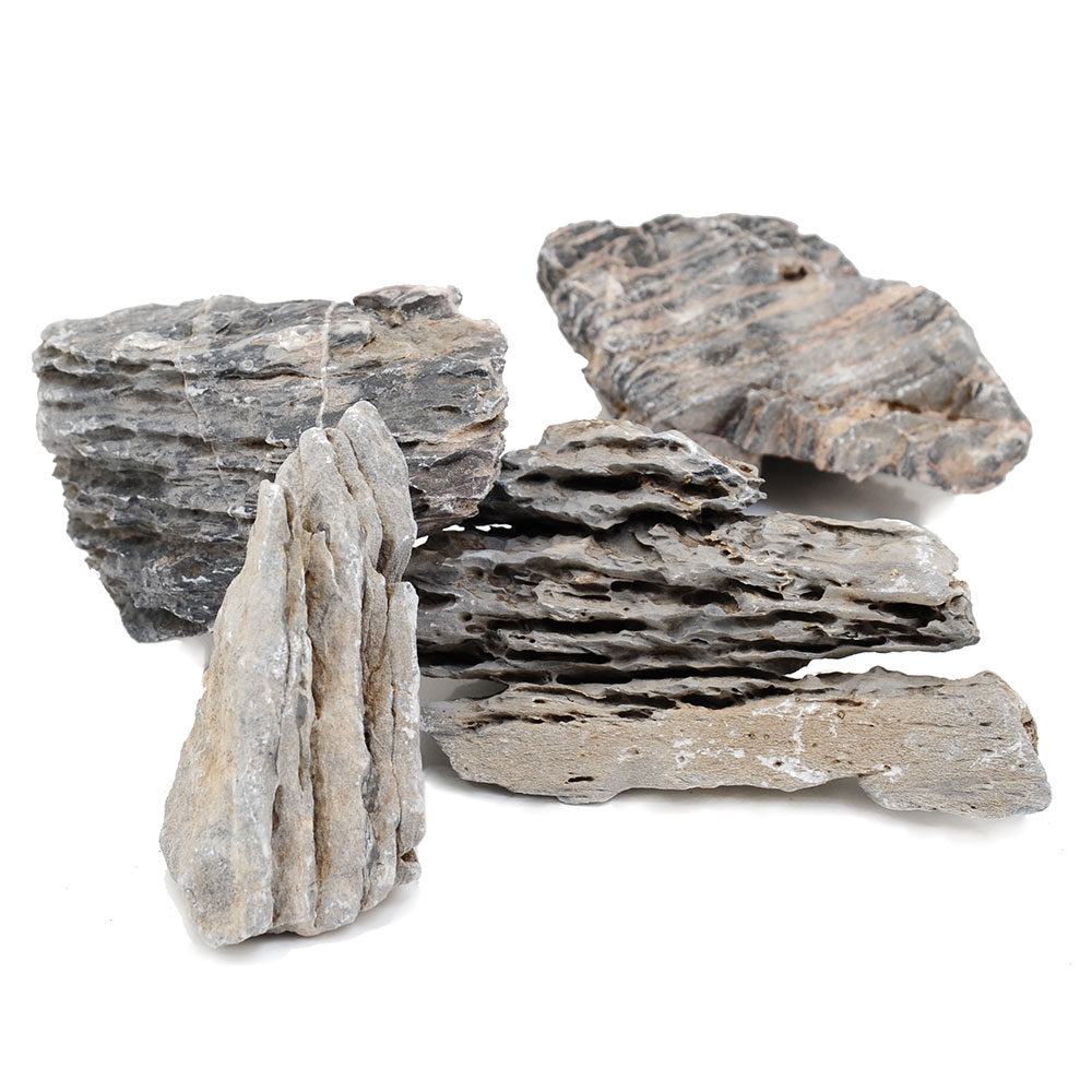 楽天市場】【2割引中！】 竜眼石 (岐阜損斐産)No.3733【盆栽】【山野草