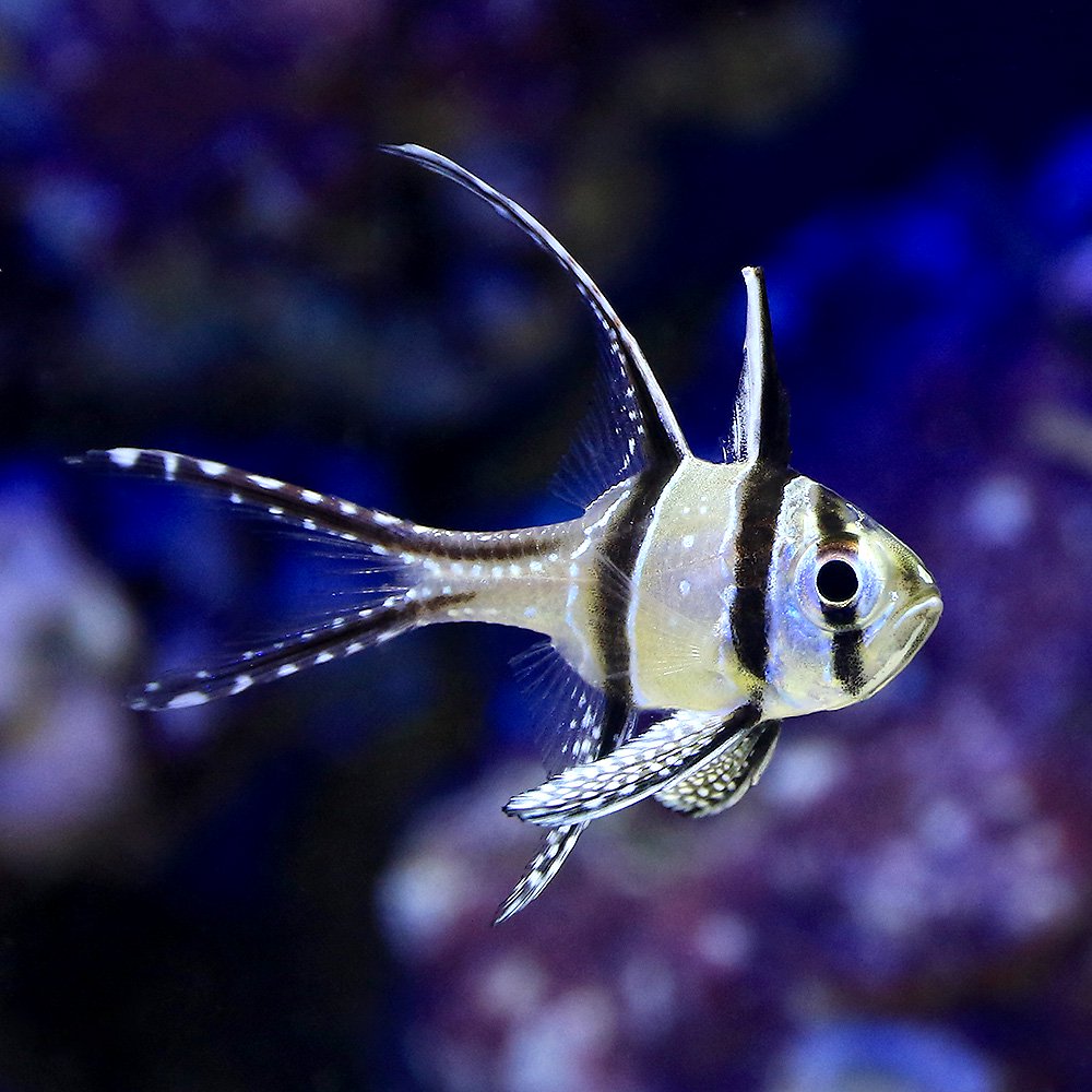 （海水魚）プテラポゴン・カウデルニー（３匹）｜charm 3980 店