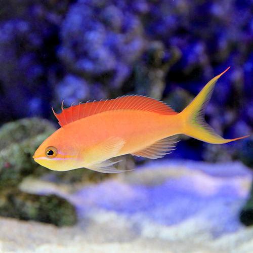 （海水魚）沖縄産　アカネハナゴイ　Ｍサイズ（３匹）　北海道・九州航空便要保温