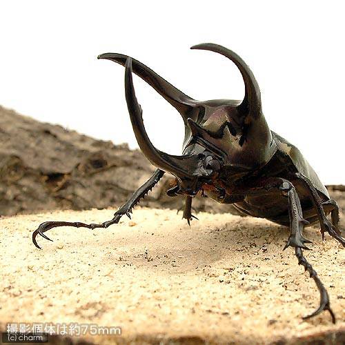 （昆虫）アトラスオオカブトムシ　スマトラ　リアウ産　成虫　ＷＤ　８５～８９ｍｍ（１ペア）北海道・九州航空便要保温