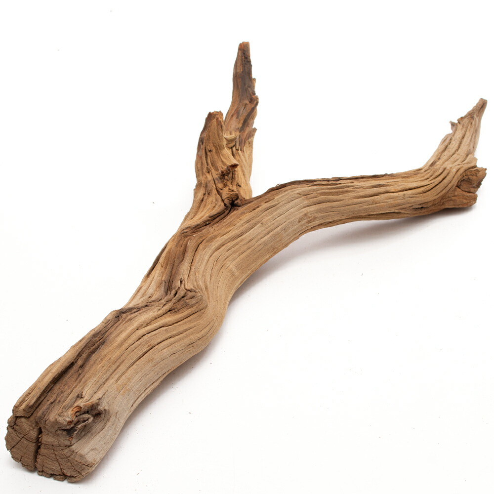 楽天市場】GEX 天然流木 Mサイズ（約30〜40cm） 1本 形状お