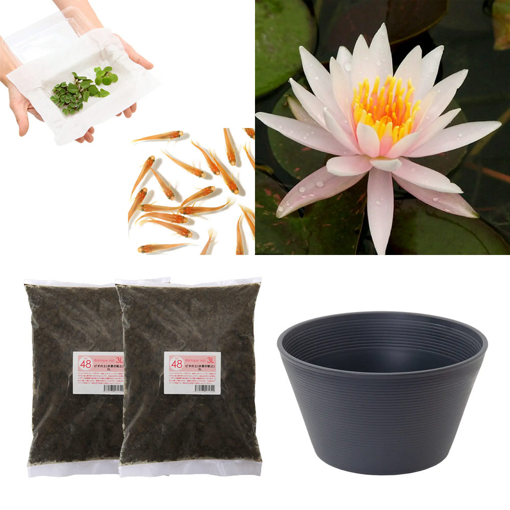 （ビオトープ）（めだか）はじめての睡蓮栽培セット　アーカンシェル＋睡蓮鉢＋ヒメダカ＋浮き草他　説明書付　本州四国限定　お一人様１点限り