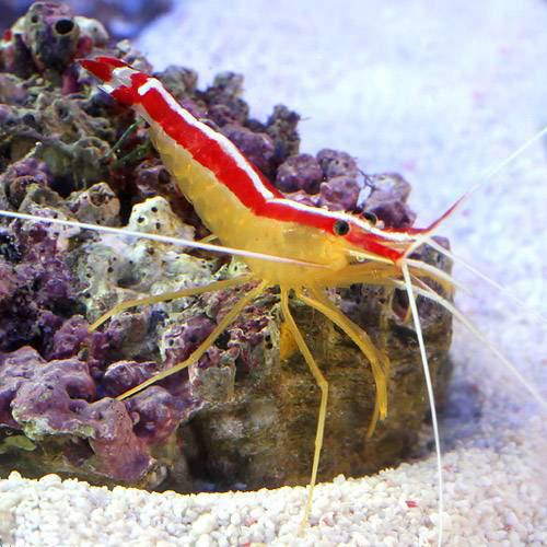 （海水魚）エビ　スカンクシュリンプ　Ｍサイズ（５匹）　北海道・九州航空便要保温