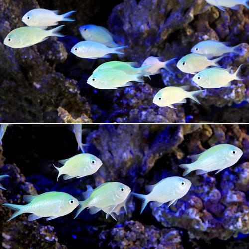 （海水魚）デバスズメダイ　Ｍサイズ（４０匹）｜charm 3980 店